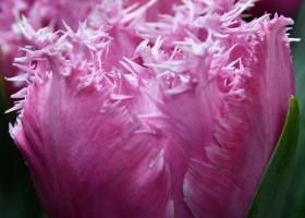 Tulipa Newcastle ® (3)